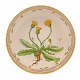 Royal Copenhagen Flora Danica bowl #3505. "Leontodon hirtum Müll". Year 1979-83. 
H: 6cm. D: 25cm