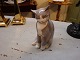 Cat in B&G no. 2256. We have many other figurines at the moment. 5000m2 showroom.