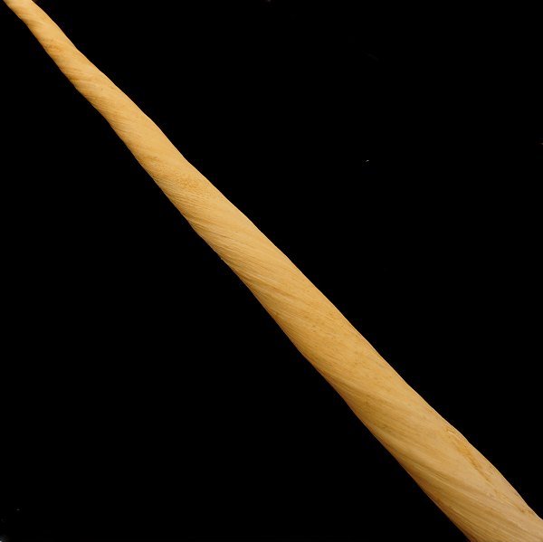 Stor  Narhvaltand, Monodon Monoceros. Hjembragt fra Grønland 1989. L: 181cm. V: 2.304gr.