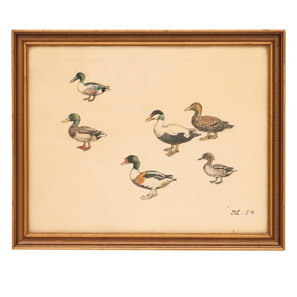 Johannes Larsen, 1867-1961, tusch og akvarel, studie af ænder. Signeret Johannes 
Larsen 1954. Mål: 26x32cm