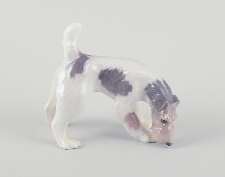 Royal Copenhagen, porcelænsfigur af Ruhåret foxterrier.