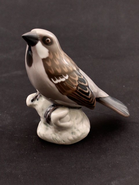 Bing & Grondah Sparrow. No. 1888.