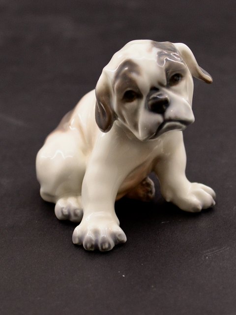 Dahl Jensen  French Bulldog puppy, no. 1139.